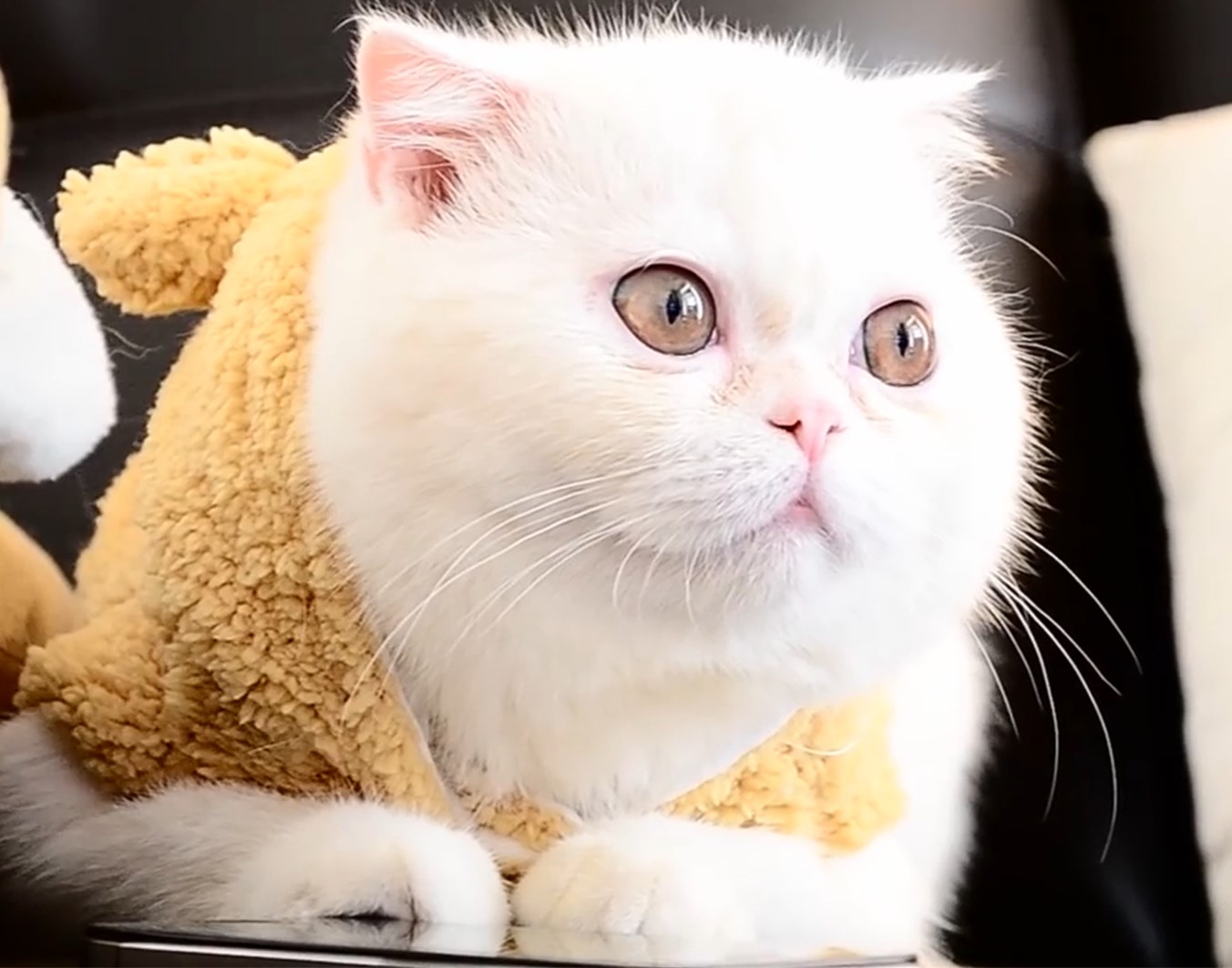 异国短毛猫