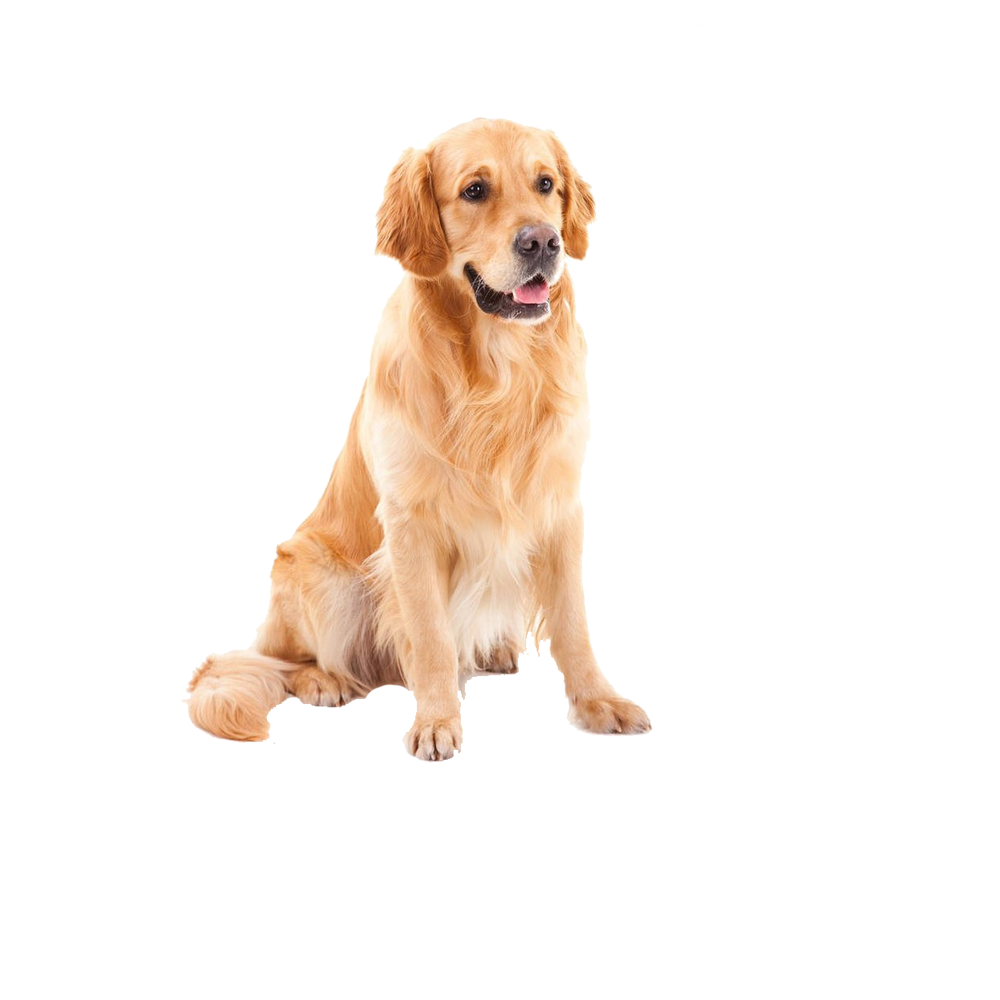 金毛