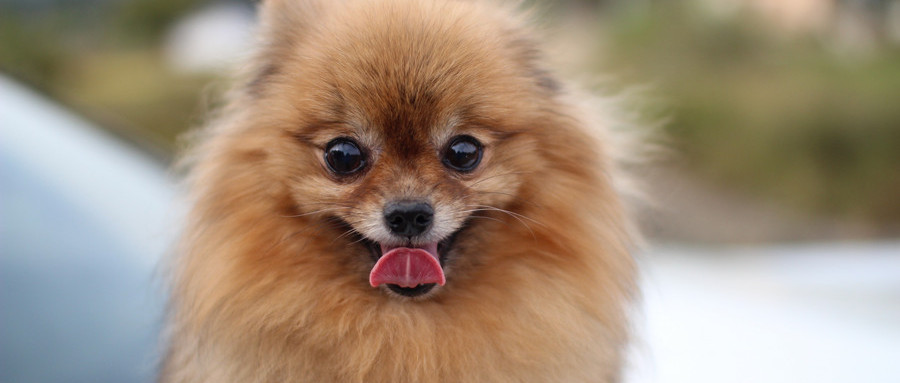 博美犬