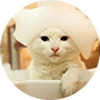 猫咪主粮
