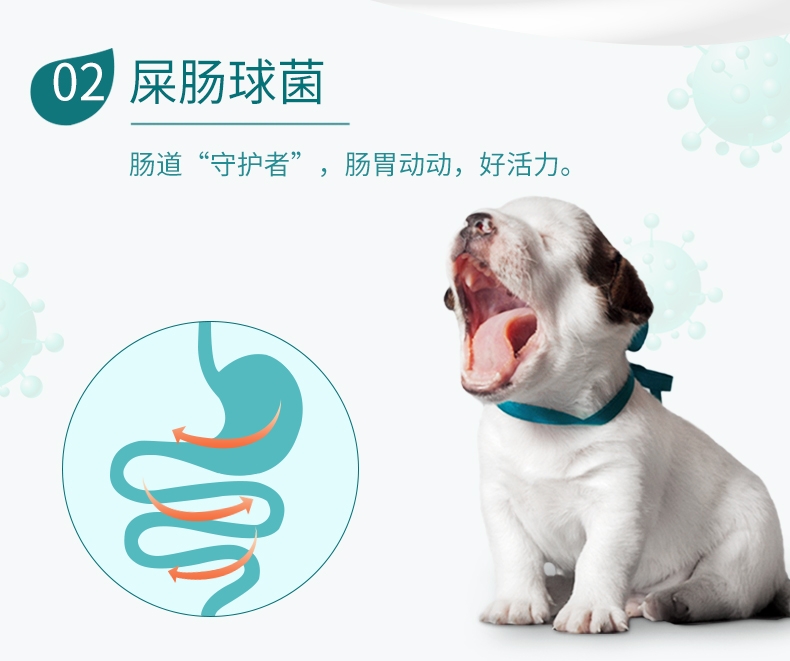 BOTH 幼犬山羊奶果冻布丁狗零食 15g*50粒桶装