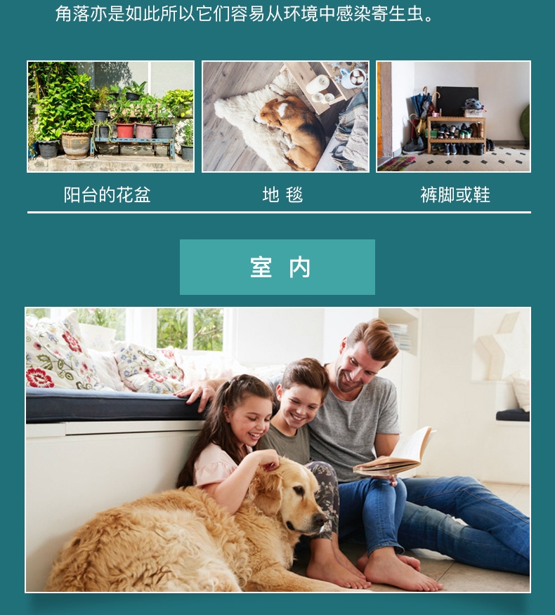 恩倍多 犬用体外驱虫 滴剂 适用15kg-30kg犬 2ml/1个月剂量